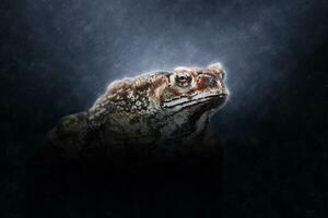 crapaud permanent dans le des pluies. photo