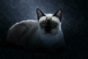 seul chat dans le des pluies. photo