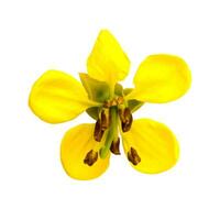 Cassod arbre, cassia siamea ou Siamois séné est Jaune fleur lequel est herbe plante photo