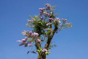 rose fleur de lagerstroemia Loudonii teijsm arbre avec bleu ciel. photo