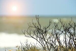 mort arbre branches sur le plage. photo