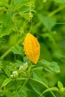 momordica charantia - exotique fruit. photo