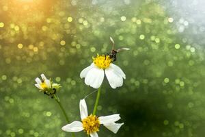 proche en haut de fleurs herbe dans le jardin. photo