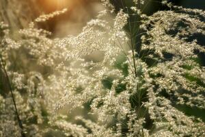 marron herbe dans le été avec lumière du soleil. en dehors de concentrer image. photo