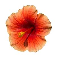 une foncé Orange hibiscus fleur. photo