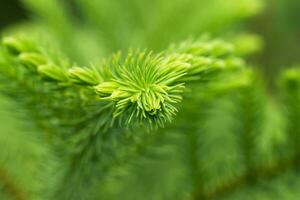 macro le feuilles de Norfolk île pin. photo