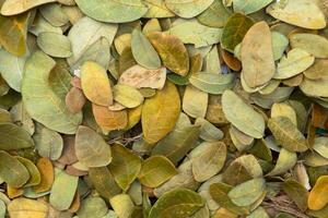 sec feuilles de le pluie arbre pour utilisation comme engrais. photo