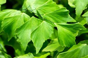 capillaire fougère feuilles. photo