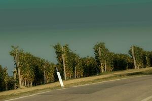 paysages de le piémontais langue. le vignobles de Serralunga d'alba dans le l'automne de 2023, immédiatement après le grain de raisin récolte photo