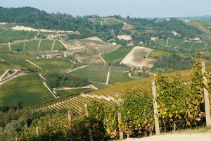 paysages de le piémontais langue. le vignobles de Serralunga d'alba dans le l'automne de 2023, immédiatement après le grain de raisin récolte photo