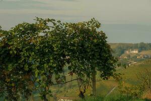 paysages de le piémontais langue. le vignobles de Serralunga d'alba dans le l'automne de 2023, immédiatement après le grain de raisin récolte photo