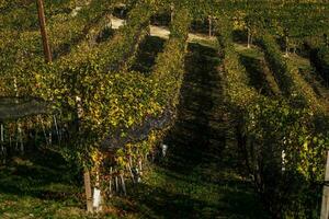 paysages de le piémontais langue. le vignobles de Serralunga d'alba dans le l'automne de 2023, immédiatement après le grain de raisin récolte photo