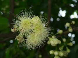 le fleur de Rose Pomme sur arbre. photo