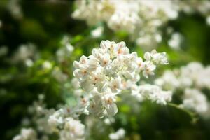 blanc mexicain léche-botte dans le jardin. photo