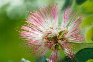 rose fleur de pluie arbre. photo