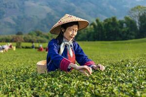 groupe de Sénior asiatique femme dans traditionnel tissu cueillette Frais thé laisser dans le Matin dans sa colline côté thé agriculture et plantation affaires photo