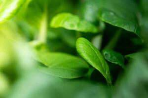 vert des légumes feuilles texture photo