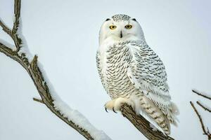 ai généré hiver hibou séance sur branche photo