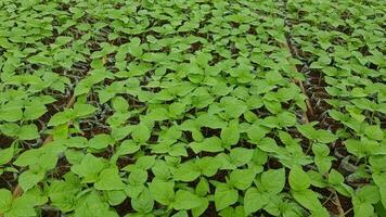 Contexte de le Chili plante des graines photo