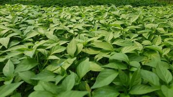 Contexte de le Chili plante des graines photo