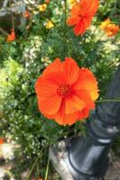 Orange cosmos fleur dans le jardin à ensoleillé été ou printemps journée. photo