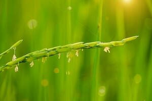 plante de riz dans une rizière photo