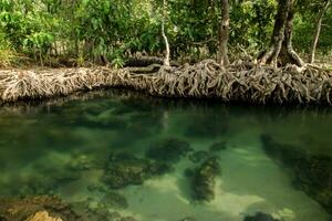 incroyable nature, vert l'eau dans le forêt. Krabi, Thaïlande. photo