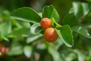 super fruit sur arbre. photo