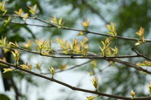 arbre branche dans le printemps saison. photo