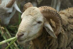 ovis bélier sont en mangeant herbe. photo