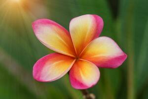 frangipanier fleur sur le arbre. photo