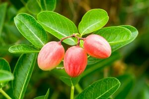 super fruit groseilles du Bengale, carandas-prune, karanda photo