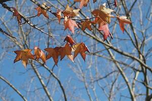 Orange chêne feuilles couvert avec neige contre une bleu ciel photo