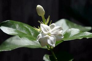 jasmin, gardénia les jasminoïdes, blanc fleur photo