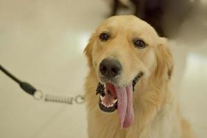 gros plan photo d'un chien cool et mignon