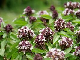 proche en haut sucré basilic fleur. photo