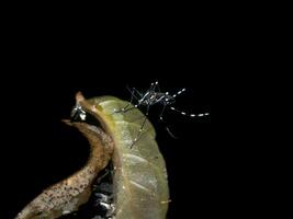 fermer de une moustique sont frai sur foncé l'eau. photo