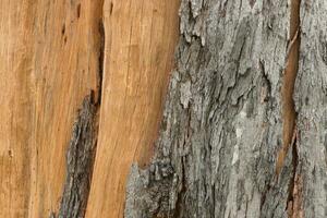 texture de pin aboyer. arbre ou pin dans le forêt. photo