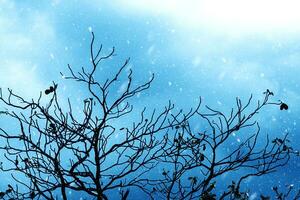 silhouettes de branche dans le l'hiver. photo