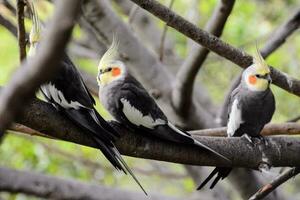 Trois des oiseaux séance sur une arbre branche photo