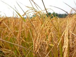 Jaune mûr paddy des champs sont prêt pour récolte photo