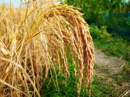 Jaune mûr paddy des champs sont prêt pour récolte photo