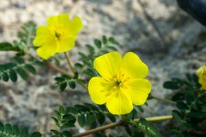 Jaune fleurs de tribule terrestris plante. photo