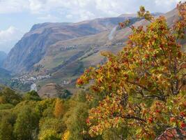 une arbre avec rouge feuilles photo