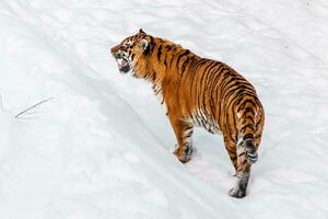 magnifique panthera Tigre sur une neigeux route photo