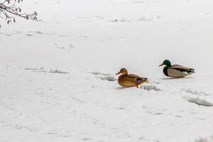 canards et drakes marcher sur neige et sur une congelé Lac photo