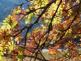 une arbre avec feuilles cette sont en changeant couleurs photo