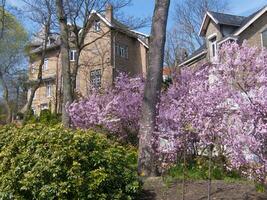 une arbre avec violet fleurs photo