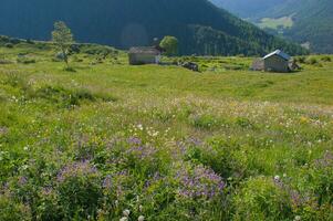 une champ de fleurs photo