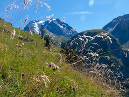 le herbe est vert photo